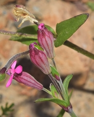 Silene diversifolia