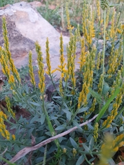 Genista tricuspidata