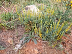 Genista tricuspidata