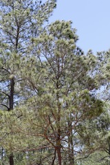 Pinus occidentalis