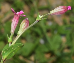 Silene diversifolia