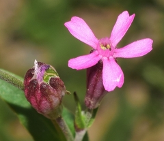 Silene diversifolia