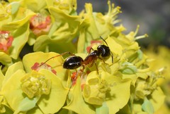 Camponotus sanctus