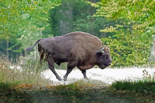 European Bison