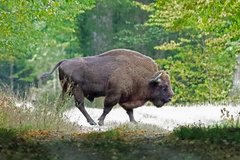 European Bison photo 2