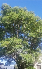 Jacarandeae