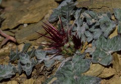 Centaurea raphanina mixta