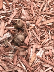 Psilocybe ovoideocystidiata