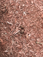 Psilocybe ovoideocystidiata
