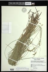 Carex echinodes
