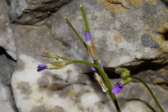 Arabis verna