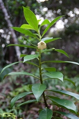 Lysimachia glutinosa