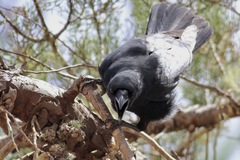Corvus palmarum