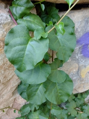 Anredera cordifolia