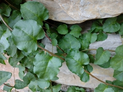 Anredera cordifolia