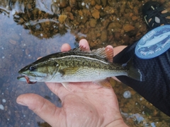 Micropterus henshalli