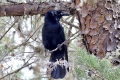 Corvus palmarum