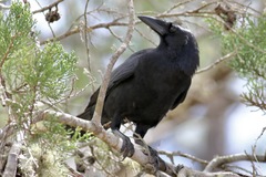 Corvus palmarum