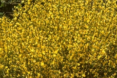 Genista ramosissima