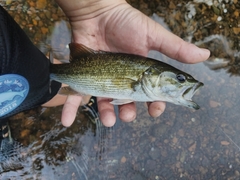 Micropterus henshalli