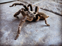 Ceratogyrus darlingi