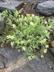 Astragalus bolanderi