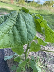 Abutilon theophrasti