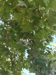 Platanus