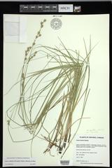 Carex echinodes