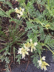 Astragalus bolanderi