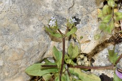 Valerianella discoidea