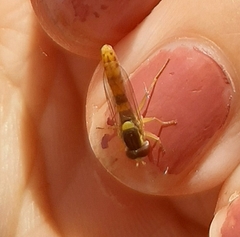 Sphaerophoria philanthus