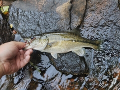 Micropterus henshalli