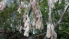Acer negundo