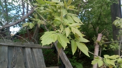 Acer negundo