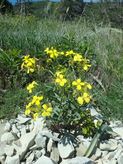 Erysimum cuspidatum