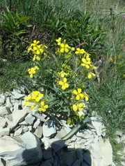 Erysimum cuspidatum