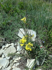 Erysimum cuspidatum