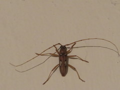 Eburia