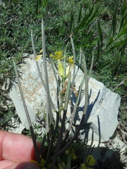 Erysimum cuspidatum