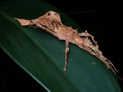 Heteropteryx dilatata