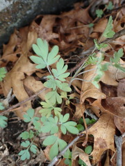 Capnoides sempervirens