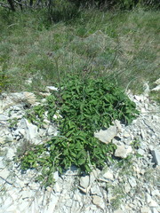 Salvia ringens