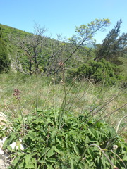 Salvia ringens