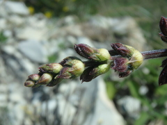 Salvia ringens