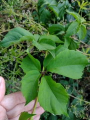 Parthenocissus quinquefolia