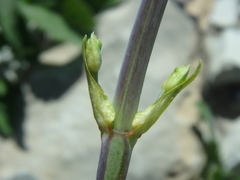 Salvia ringens
