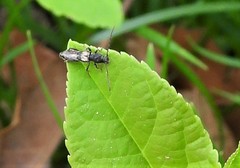 Molorchus bimaculatus