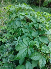 Parthenocissus quinquefolia