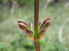 Salvia ringens